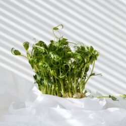 Visual representation of growth, showcasing the power of student investing.