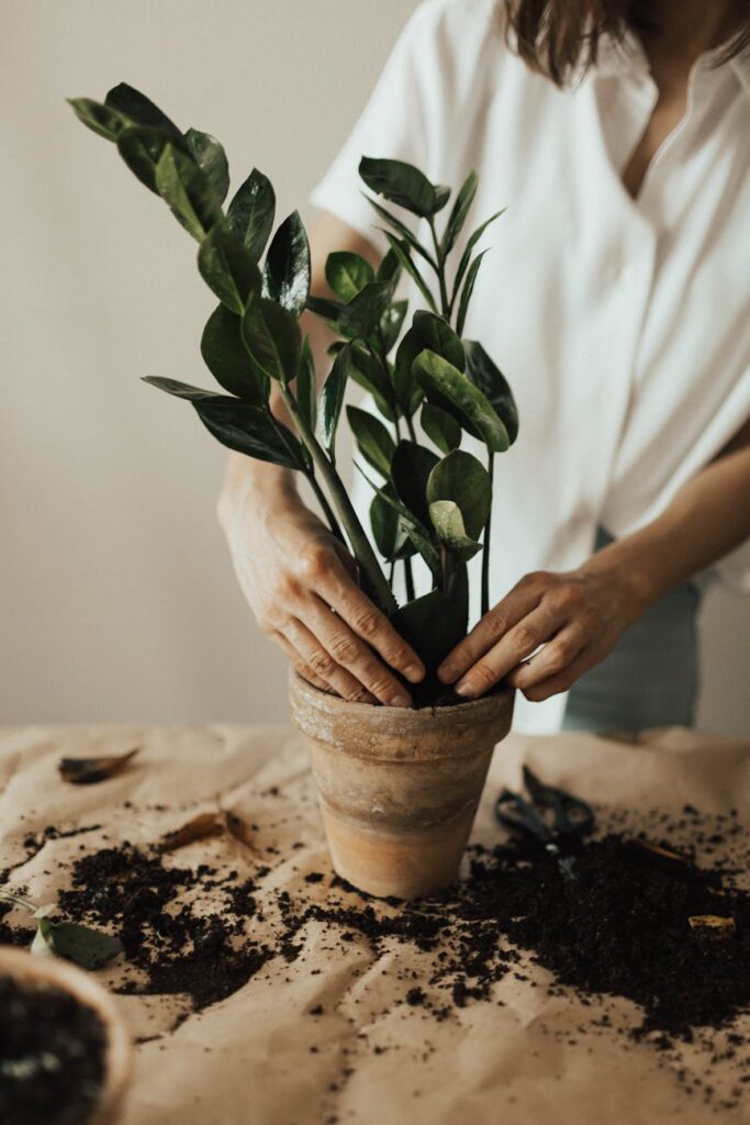 A white piggy bank with a small green plant growing from its coin slot, representing financial growth and compound interest.